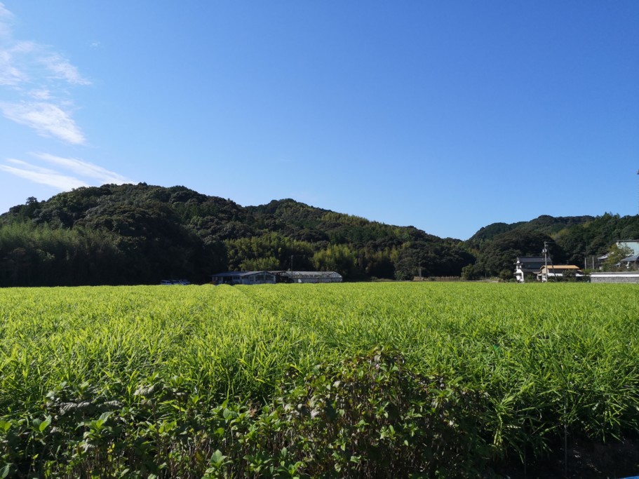 高知の生姜畑