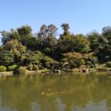 郷照寺 日本庭園