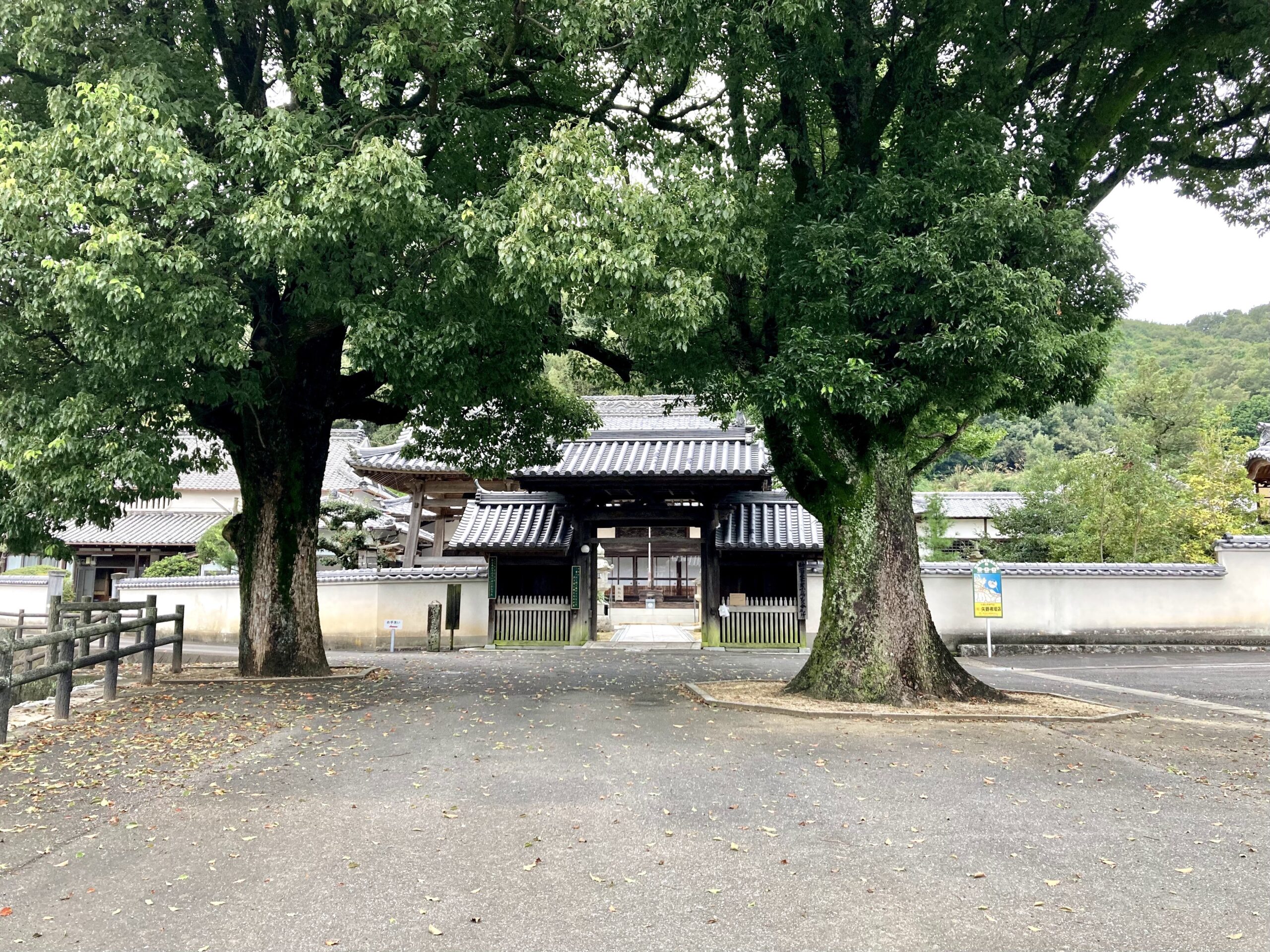 西教寺門前の大木