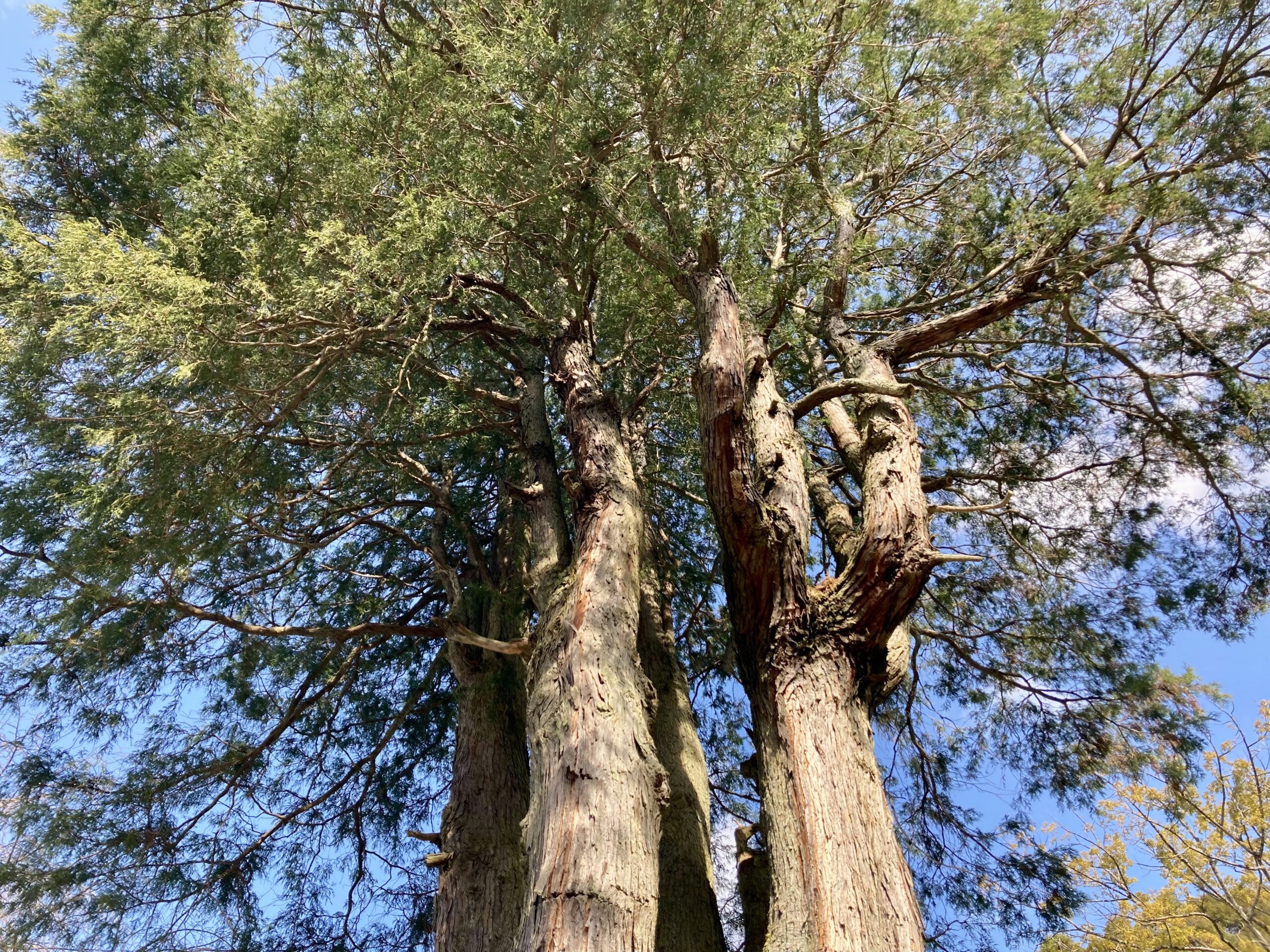 善覚寺杉の大木