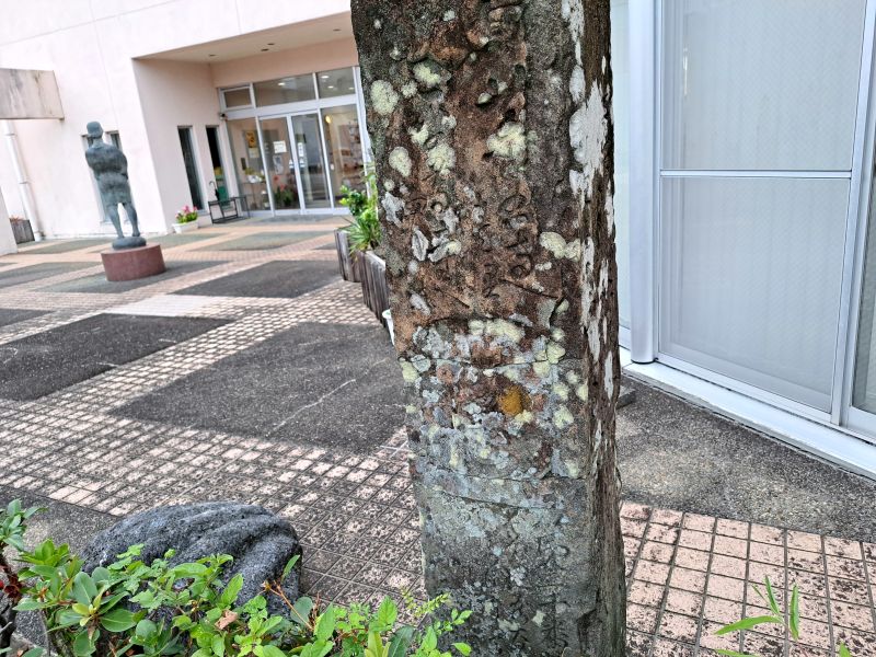 美波町日和佐図書資料館に移設されている中務茂兵衛標石_正面