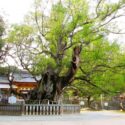しまなみ海道_大山祇神社_大楠