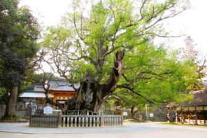 しまなみ海道_大山祇神社_大楠