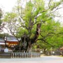 しまなみ海道_大三島_大山祇神社_大楠