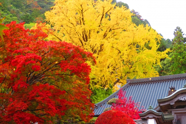 大窪寺_紅葉_多色