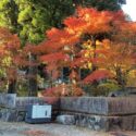 雲辺寺_紅葉_杉