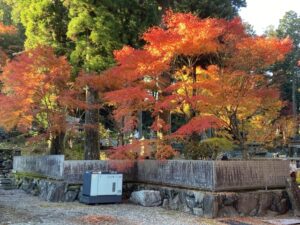 雲辺寺_紅葉_杉