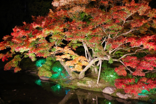 栗林公園_紅葉_ライトアップ_カラフル