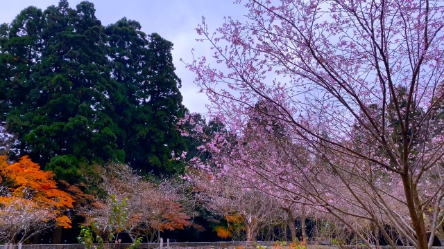 箸蔵寺_紅葉_寒桜