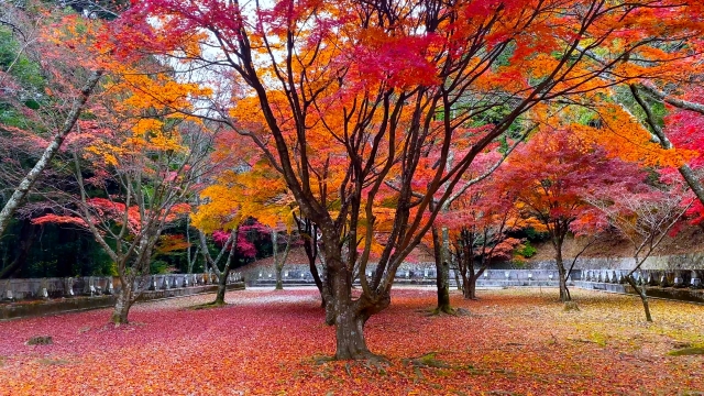 箸蔵寺_紅葉_四国八十八ヶ所霊場お砂踏み道場