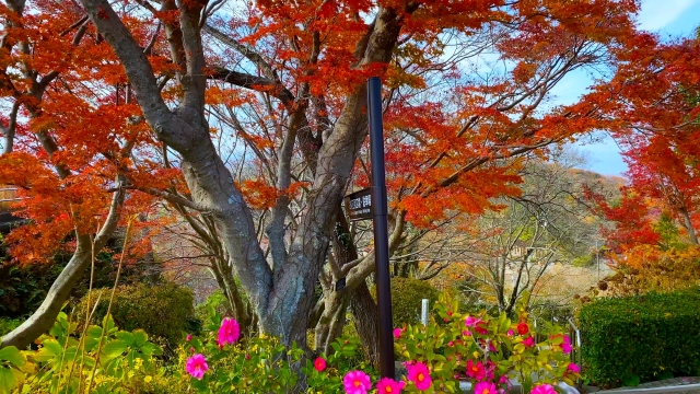 眉山_紅葉_眉山公園_花