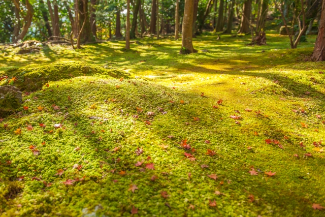 竹林寺_紅葉_苔庭