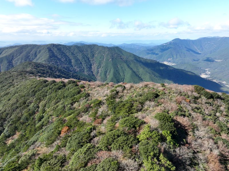 篠山_アケボノツツジ