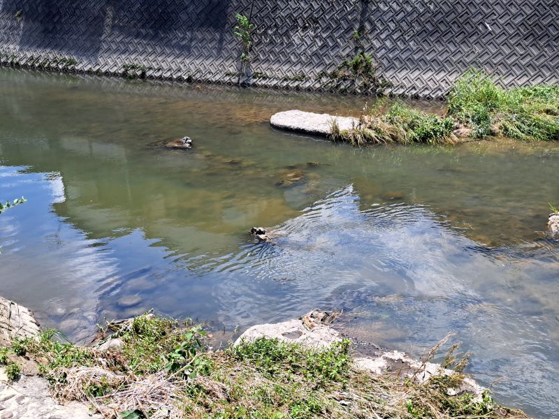 金倉川_琴急橋脚跡