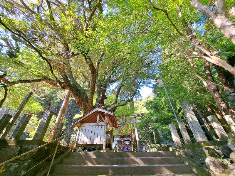 杉の大杉_八坂神社