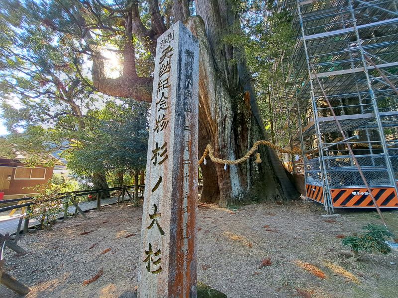 杉の大杉_特別天然紀念物