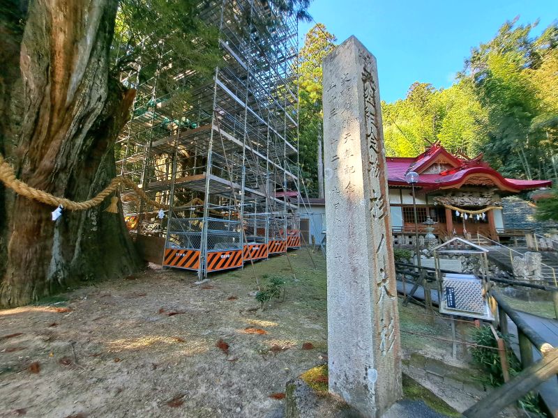 杉の大杉_特別天然紀年物