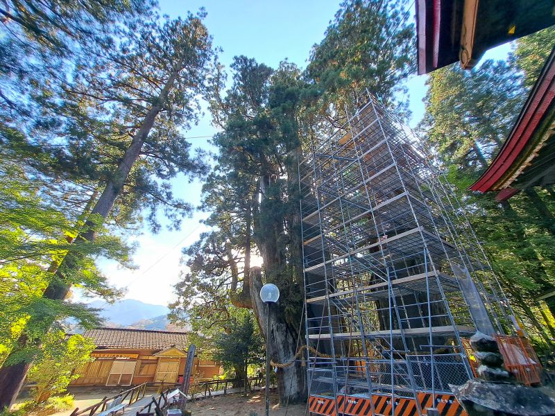 杉の大杉_補修足場