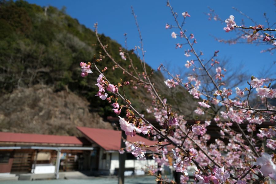 村の駅結いの里_早咲きの桜